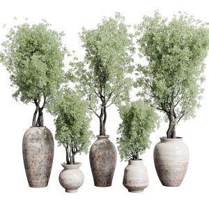 Olive Tree In An Old Earthenware Vase Outdoor Plan
