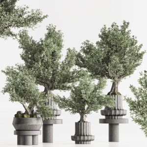 Bonsai And Indoor Plant Set 89