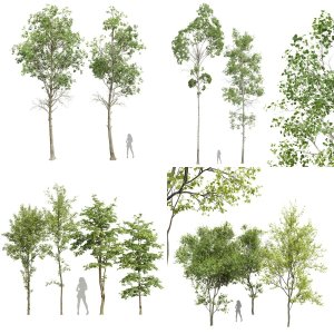 5 Different SETS of Tree. SET VOL118