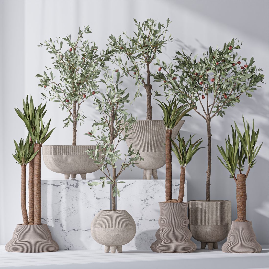 Mission Olive Tree Indoor And Yucca Elephantipes17 - 3D Model for