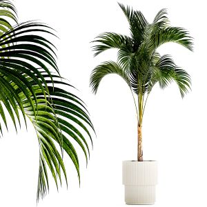 Small Lush Palm Tree In A White Modern Pot Howea