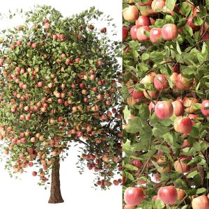 Apple Tree In Your Garden