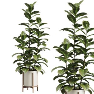 Indoor Plants-019-ficus Elastica