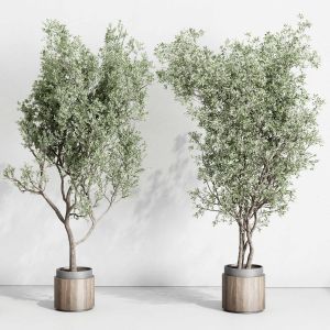 Olive Trees In An Wooden Dirt Vase - Indoor Plant
