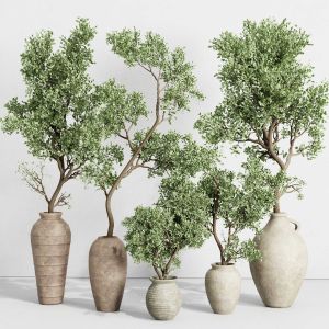 Olive Tree In An Old Earthenware Vase Indoor Colle