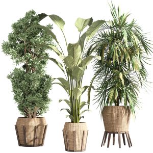 Indoor Collection Plants Set 03