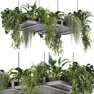 Hanging Indoor Plants