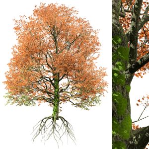 Detailed Bigleaf Maple Trees With Trunk Moss