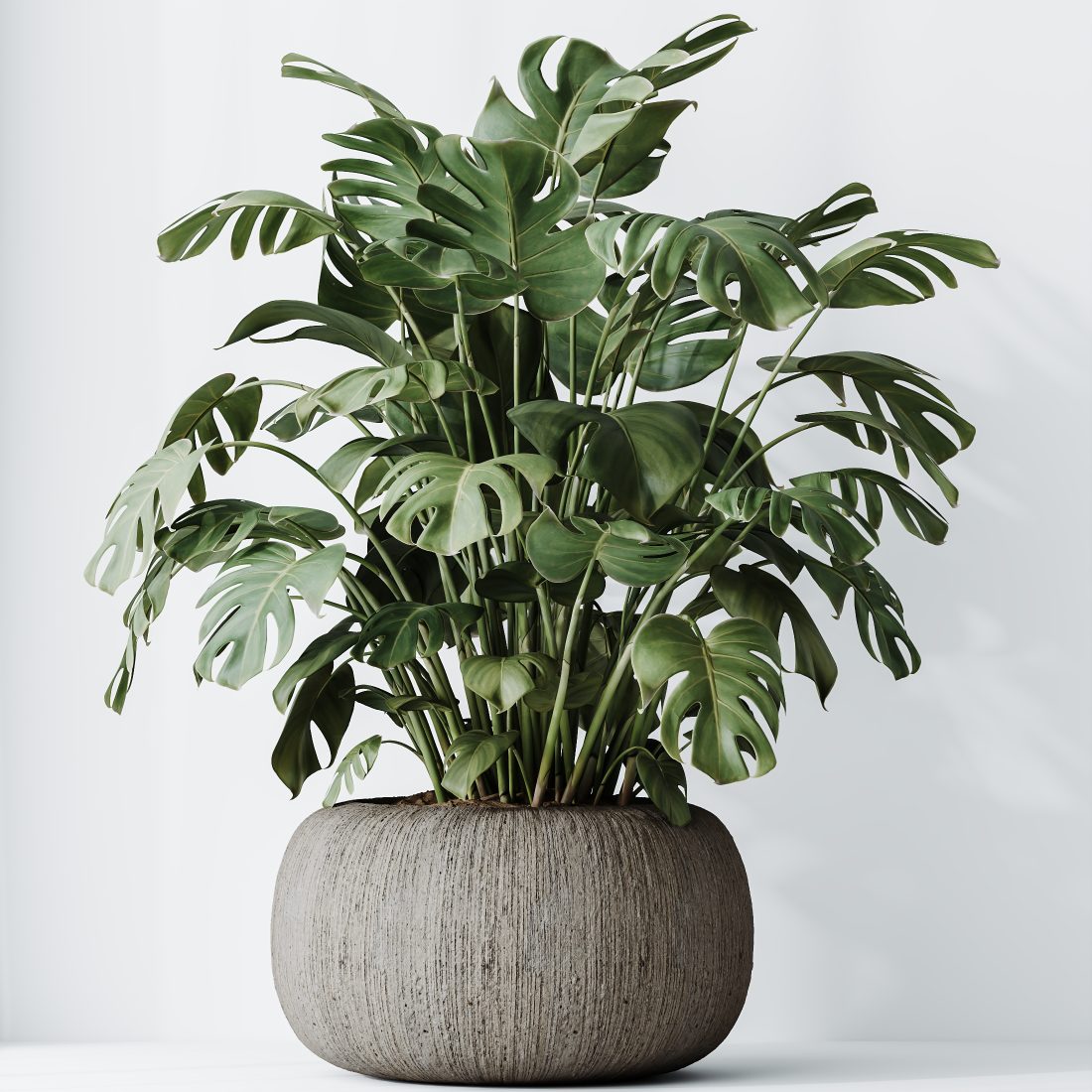 best pot for pothos plant Organic Pothos Soil - 4 Quart main image 1