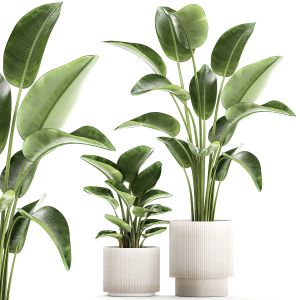 Set Of Plants Modern Pots Strelitzia Banana Palm
