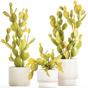 Set Of Cacti In White Pots Prickly Pear Opuntia