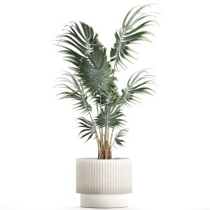 Beautiful Small Indoor Howea Palm Tree In A Pot