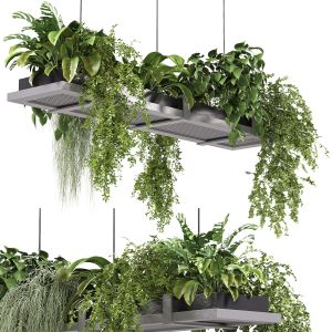 Hanging Indoor Plants 03