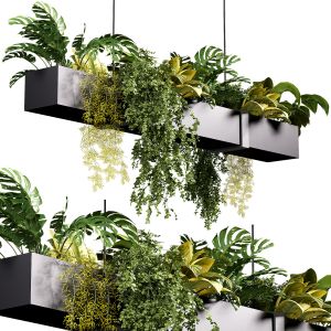 Hanging Indoor Plants 04