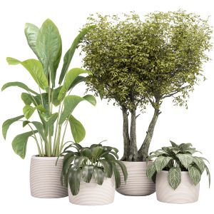 Indoor Collection Plants 04