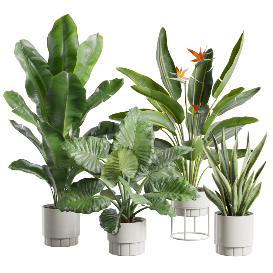 Indoor Plants Pack 103 by AllQuad