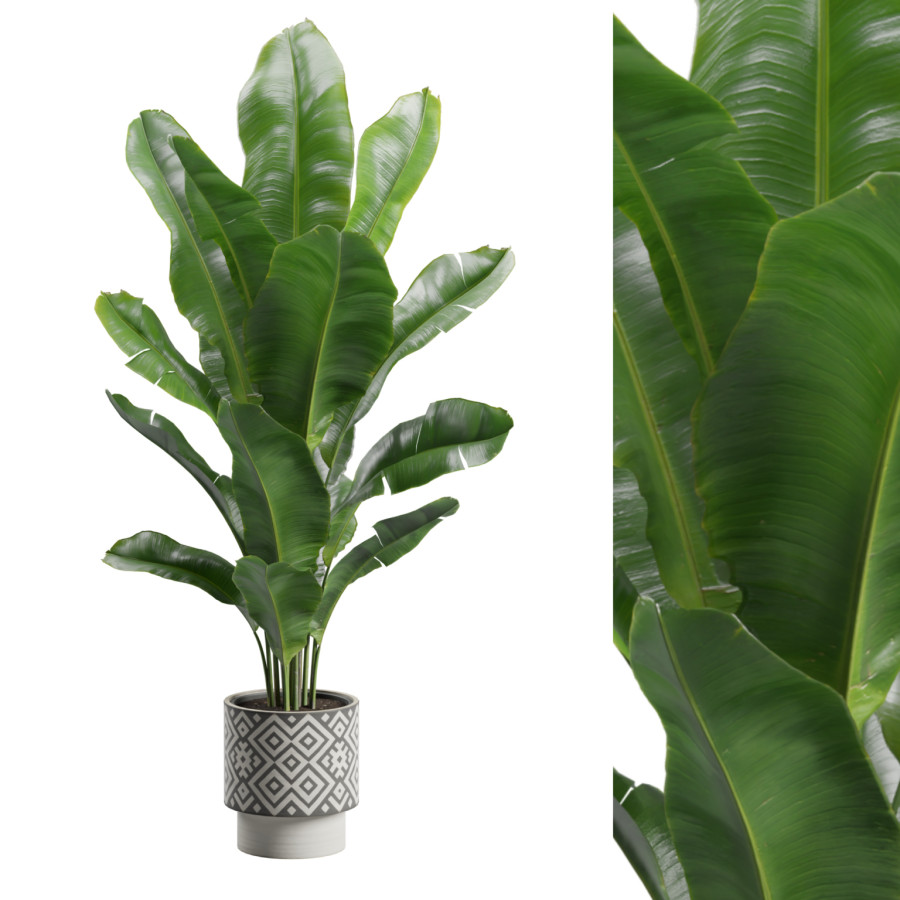 Strelitzia Reginae Pattern Pot by AllQuad