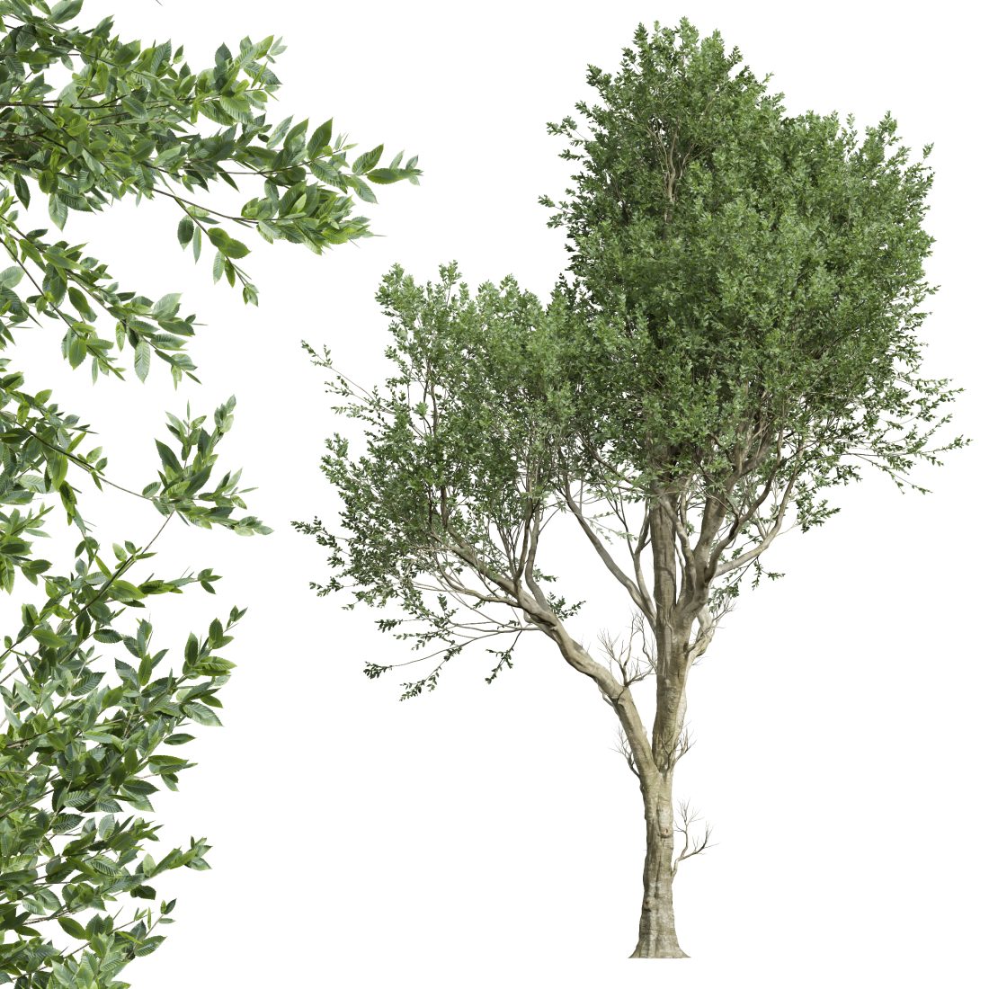 Av Fagus Grandifolia And Angel Oak Live Tree 3D Model for VRay, Corona ...