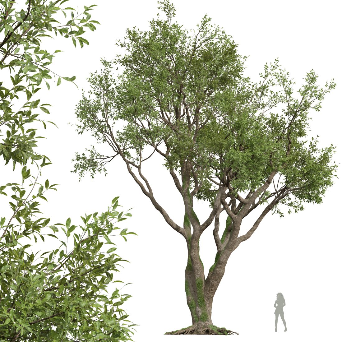 Av Fagus Grandifolia And Angel Oak Live Tree 3D Model for VRay, Corona ...