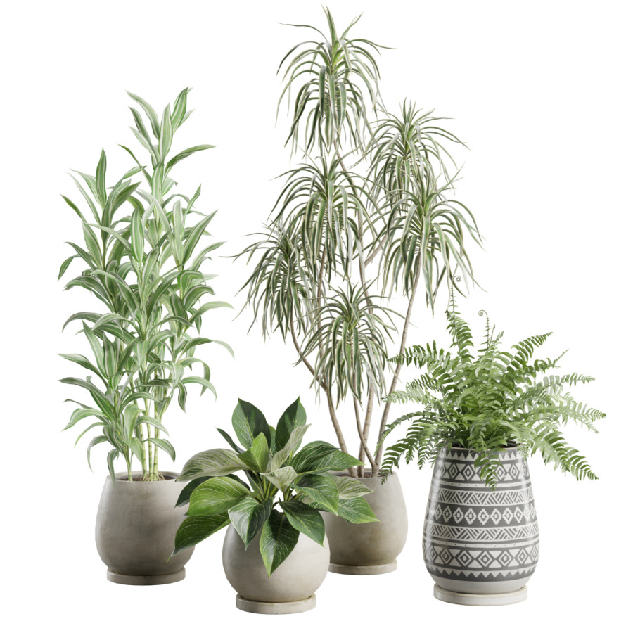 Indoor Plants Pack 104 by AllQuad