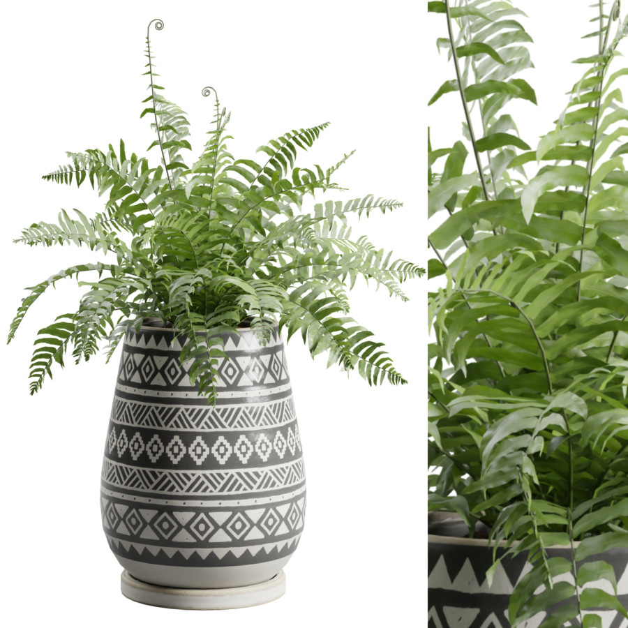 Sword Fern In Pattern Planter by AllQuad