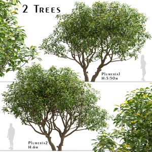 Set Of Plumeria Trees (frangipani) (2 Trees)