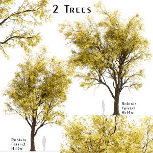 Set of Robinia Pseudoacacia Frisia Trees