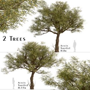 Set of Acacia Tortilis Trees (Vachellia tortilis)