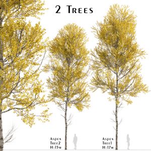 Set of Aspen Trees (Populus tremuloides) (2 Trees)