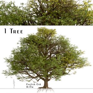 English Oak Tree (Quercus robur) (1 Tree)