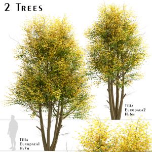 Set of Tilia Europaea Trees (Common Lime)
