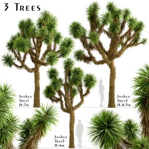 Set Of Joshua Trees (yucca Brevifolia) (3 Trees)