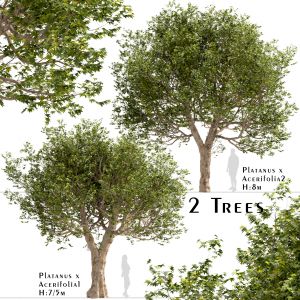 Set of Platanus × acerifolia Trees (London plane)