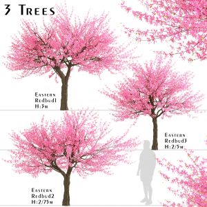 Set of Eastern redbud Trees (Cercis canadensis)