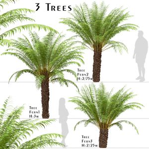 Set of Tree Fern Trees (Dicksonia antarctica)