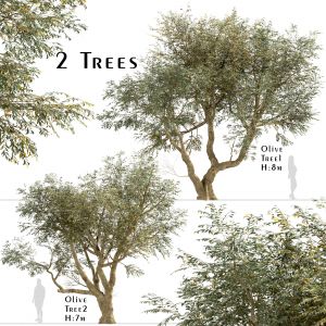 Set of Olive Trees (Olea Europaea) (2 Trees)