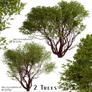 Set of Arctostaphylos Trees (Manzanita) (2 Trees)