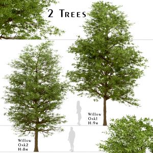 Set of Willow Oak Trees (Quercus phellos)(2 Trees)