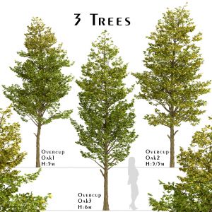 Set of Overcup Oak Trees (Quercus lyrata)(3 Trees)