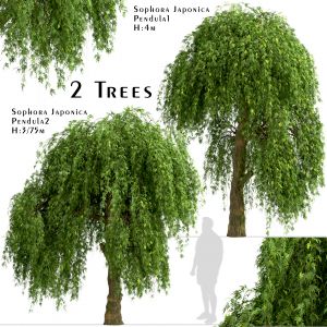 Set of Sophora Japonica Pendula Trees (Pagoda)