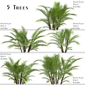 Set of Dwarf Sugar Palm Trees (Arenga engleri)