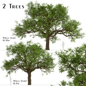 Set of White Oak Trees (Quercus alba) (2 Trees)