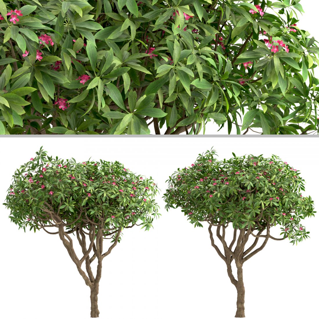 Set Of Plumeria Rubra Trees (Red Frangipani) 3D Model