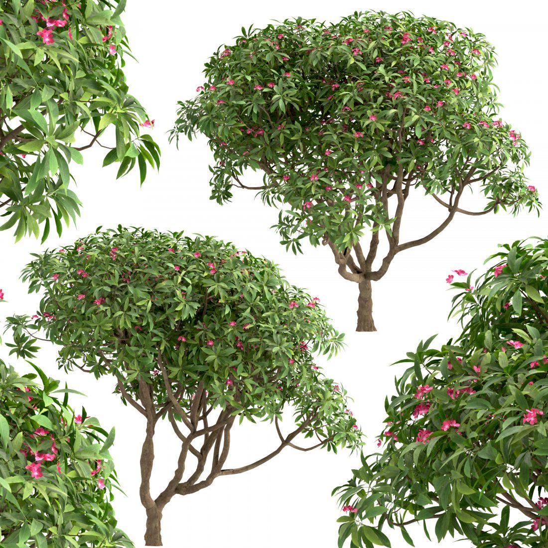 Set Of Plumeria Rubra Trees (Red Frangipani) 3D Model