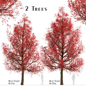 Set of Red Oak Trees (Quercus rubra) (2 Trees)