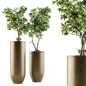 Indoor Plant Set 91 - Bonsai Ficus Benjamina