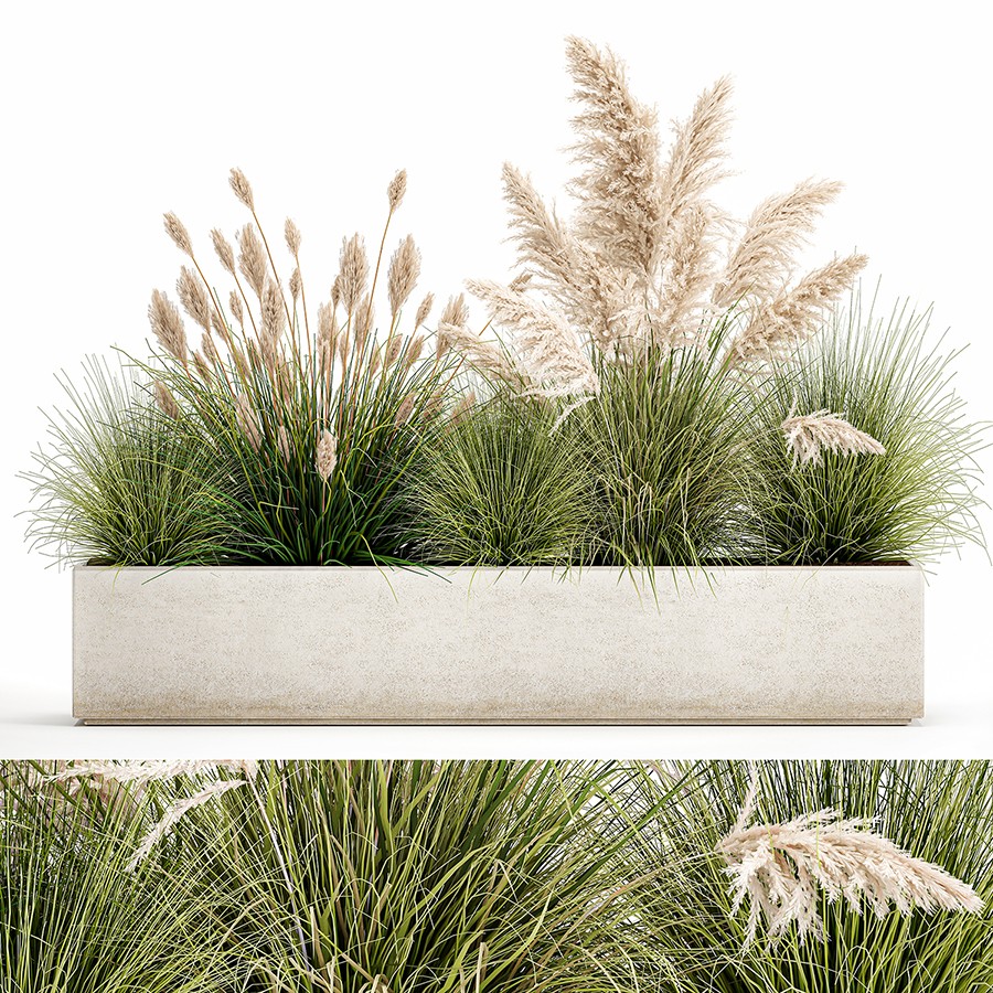 Revit Reeds Potted Reeds For Landscaping 1077 - 3D Model for VRay