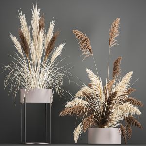 Pampas Grass In A Flowerpot For The Interior 1061