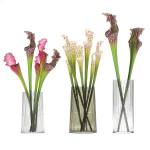 Bouquet Of Sarracenia Flowers In A Vase 180