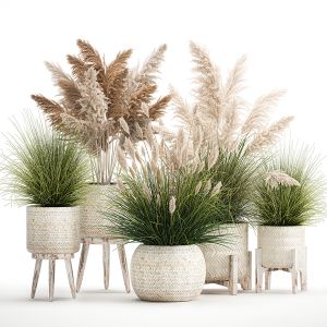 Ornamental Plants In White Rattan Baskets 1080